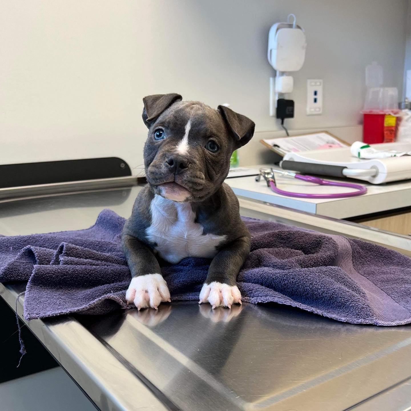 pocket bully puppies for sale