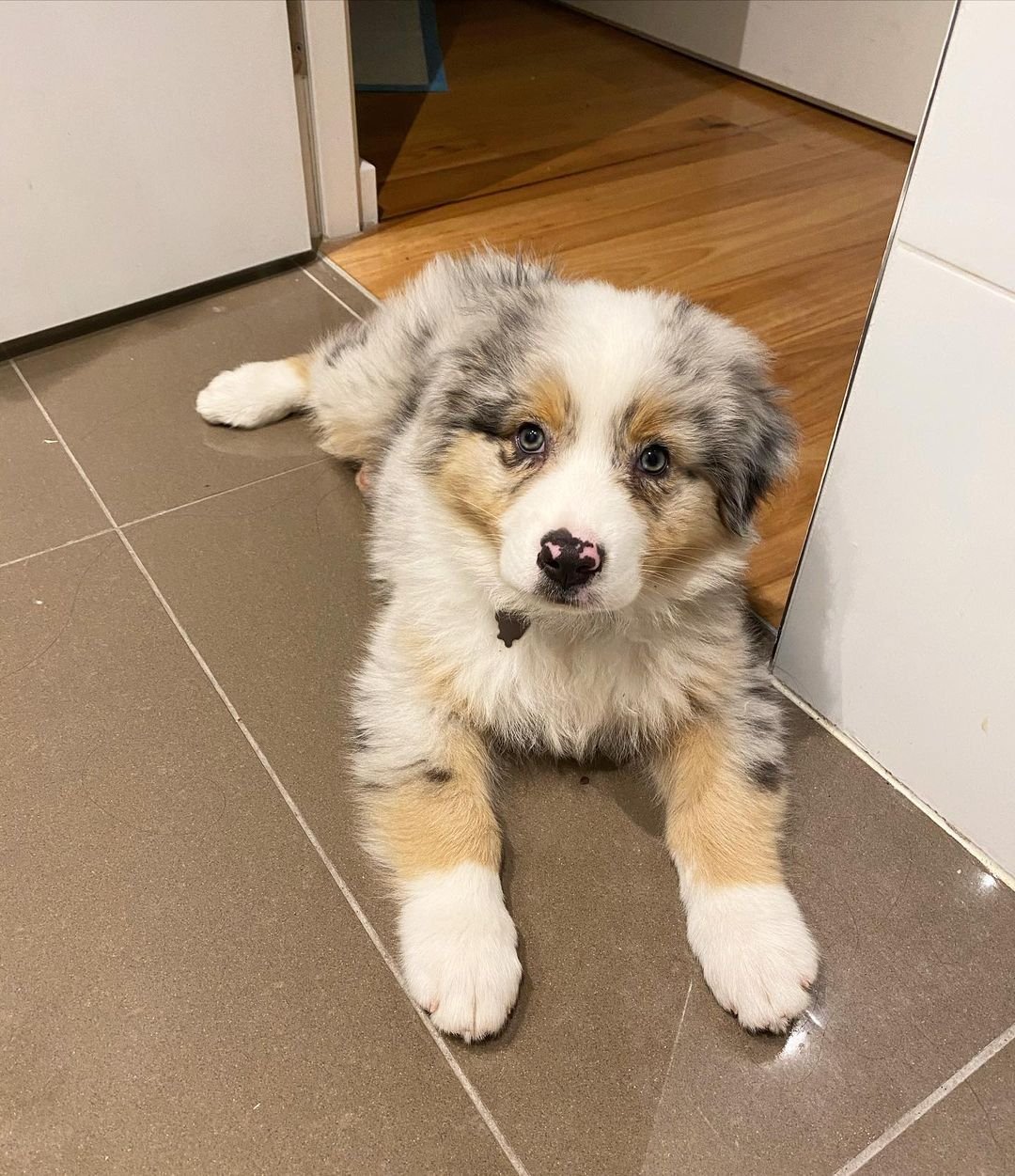 australian shepherd puppies for sale