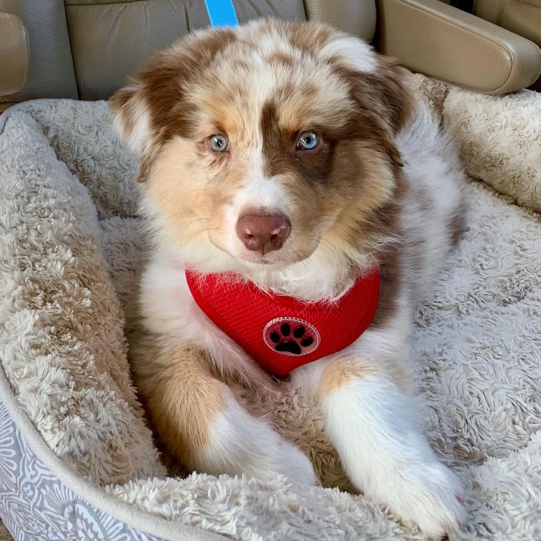Australian Shepherd puppies for sale