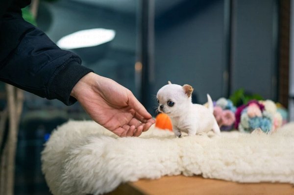 teacup chihuahua puppies for sale