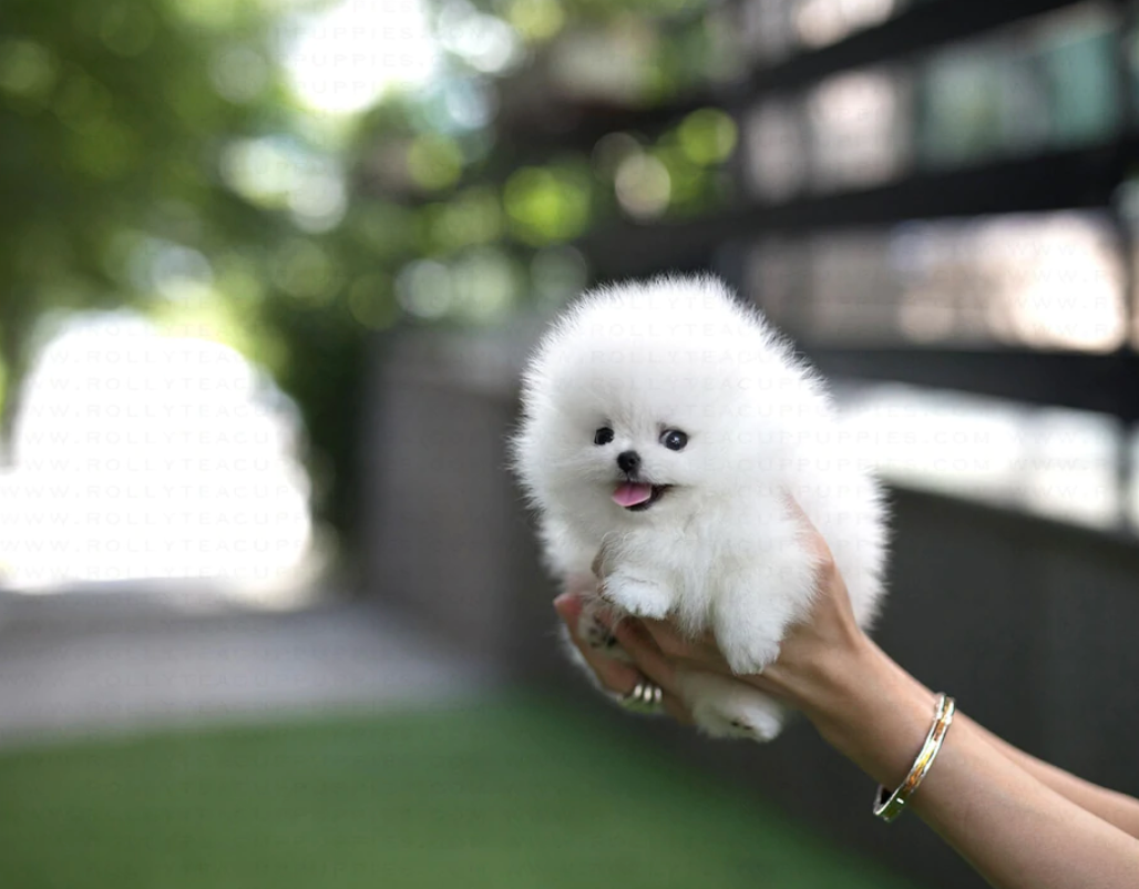 teacup pomeranian puppies for sale $500
