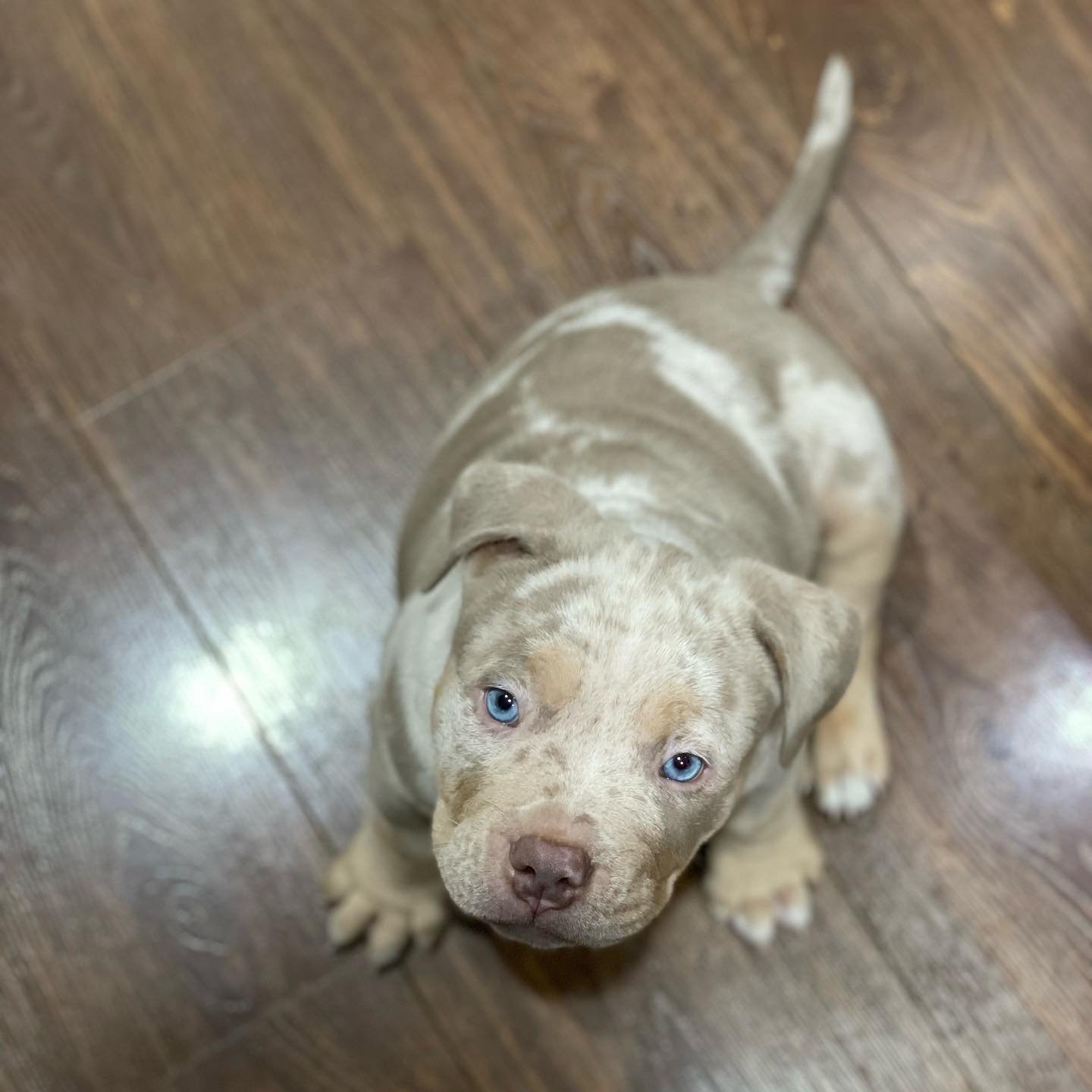 pocket bully puppies for sale