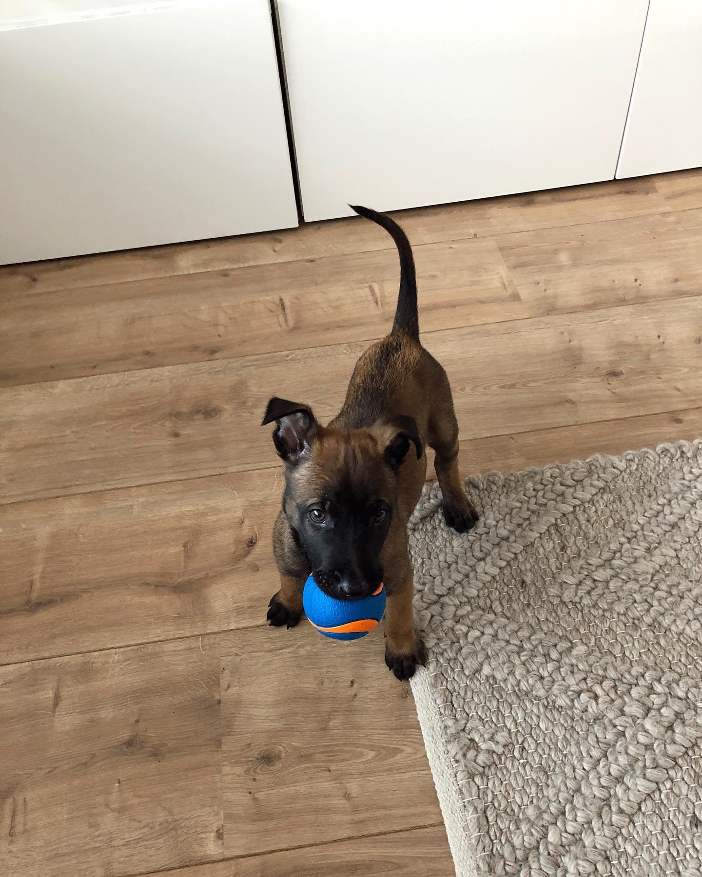 belgian malinois puppy for sale