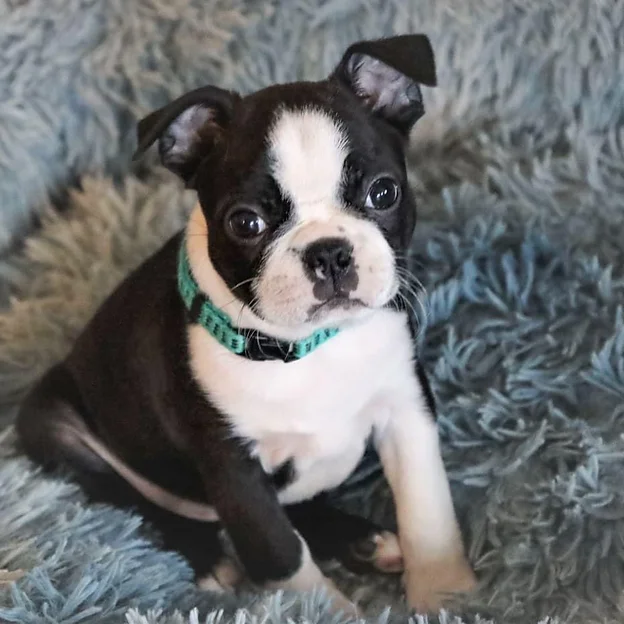 boston terrier puppies for sale