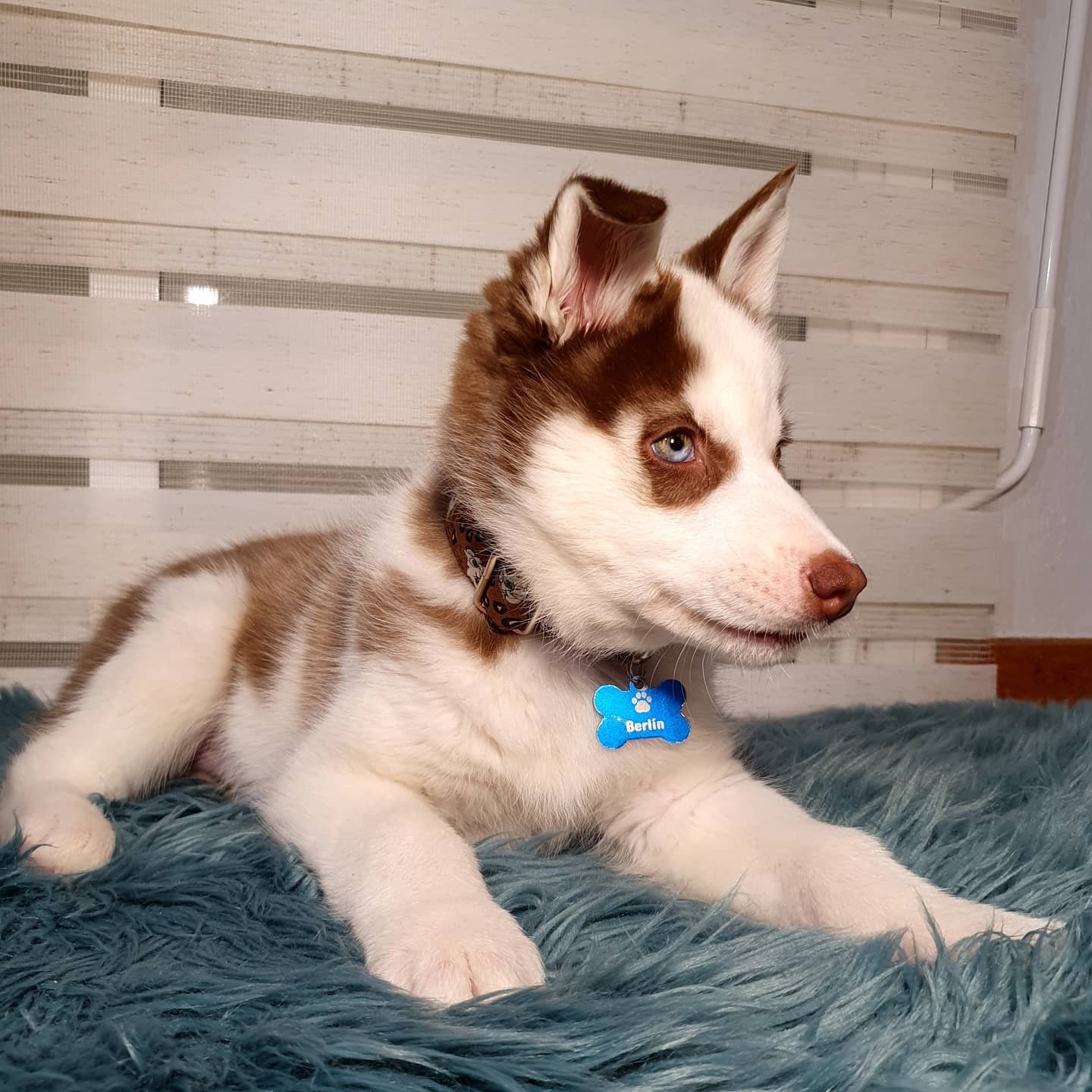 Siberian Husky Puppies for Sale