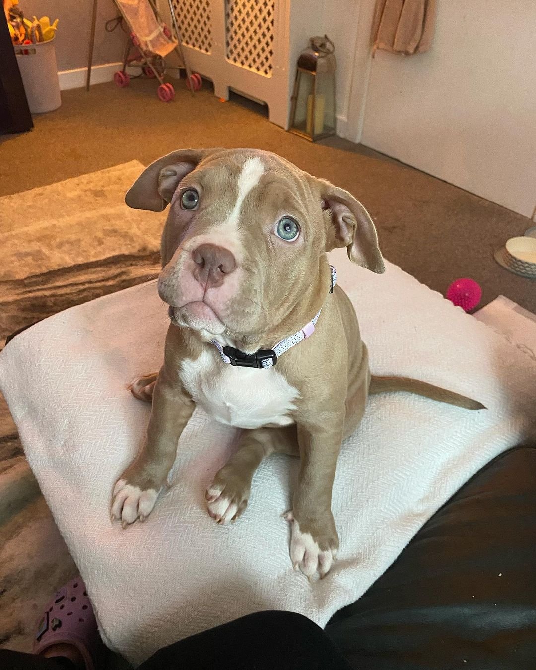 pocket bully puppies for sale