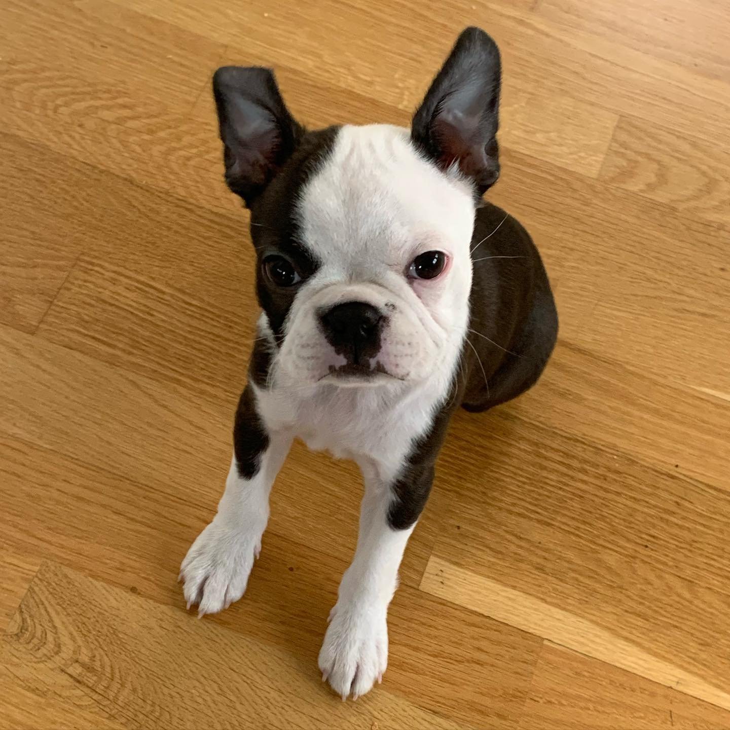 boston terrier puppies for sale