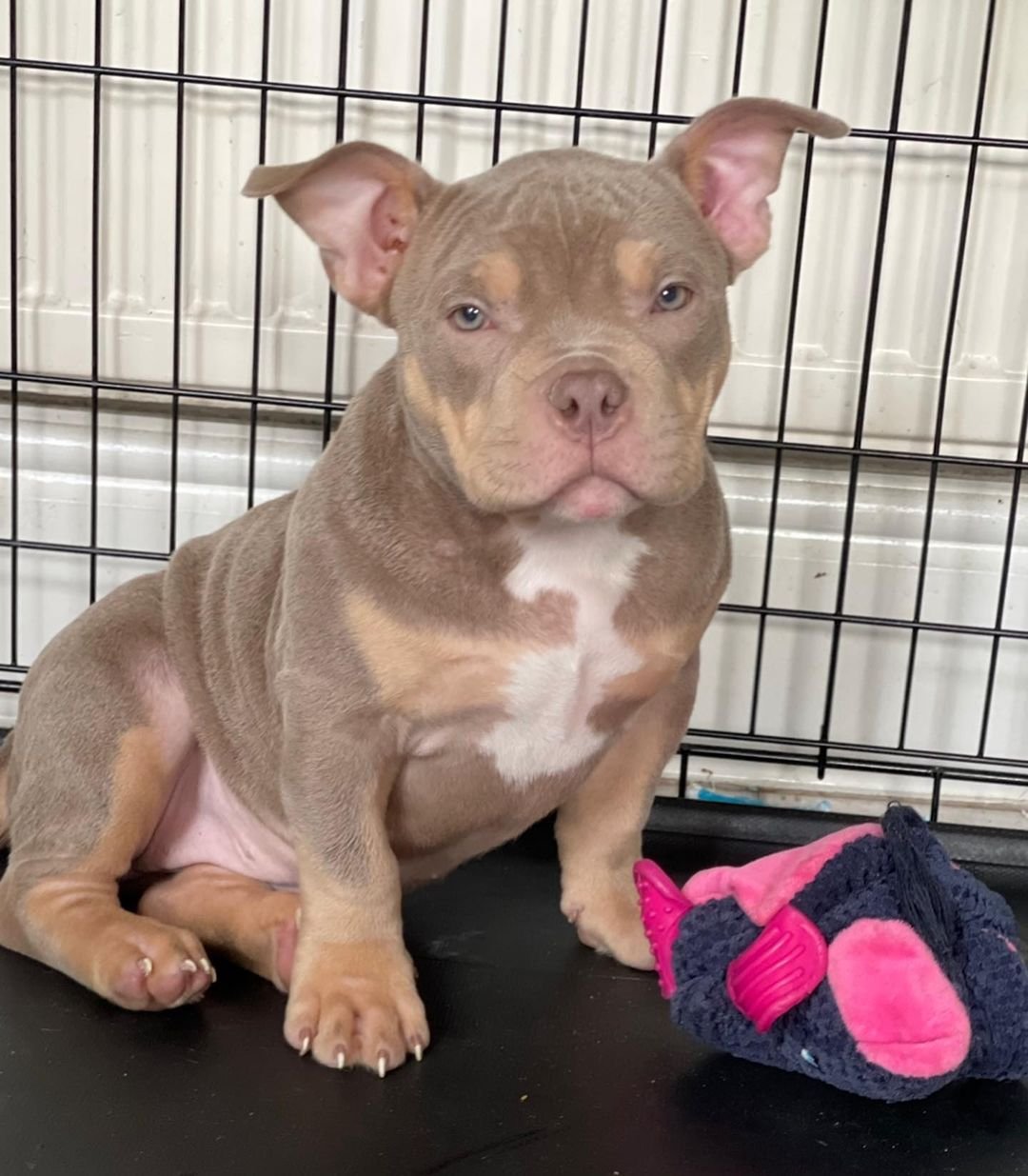 pocket bully puppies for sale