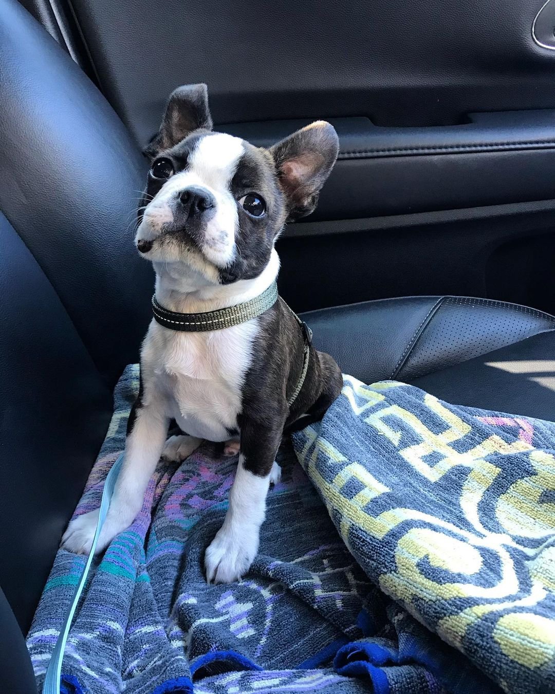 boston terrier puppies for sale