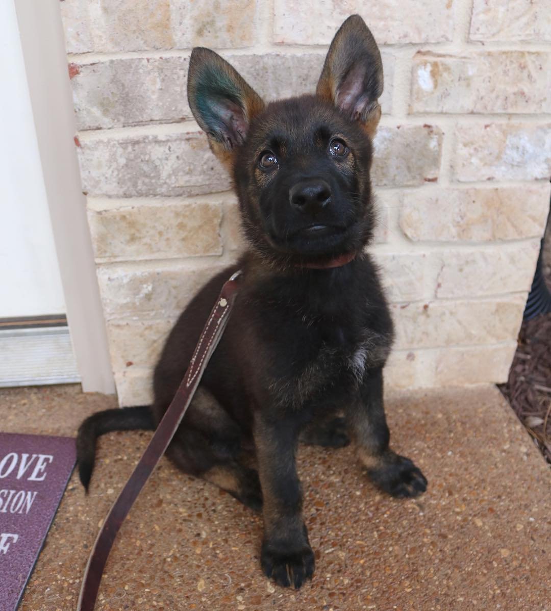 belgian malinois puppy for sale