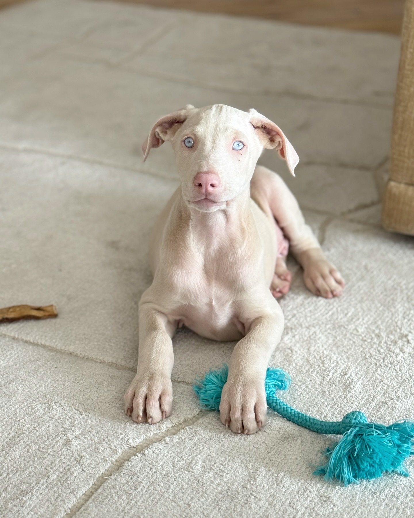 Doberman Pinscher puppies for sale