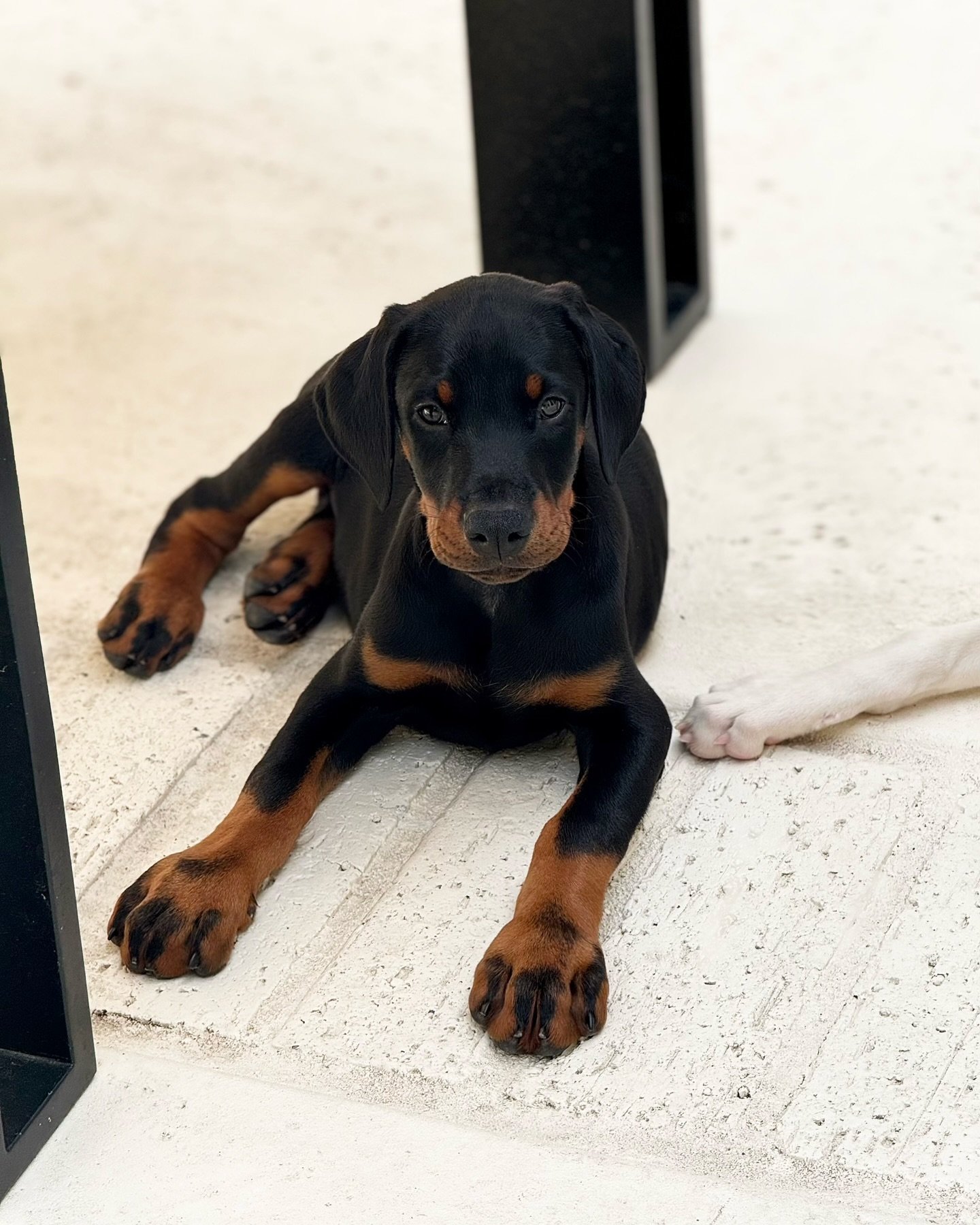 Doberman Pinscher puppies for sale