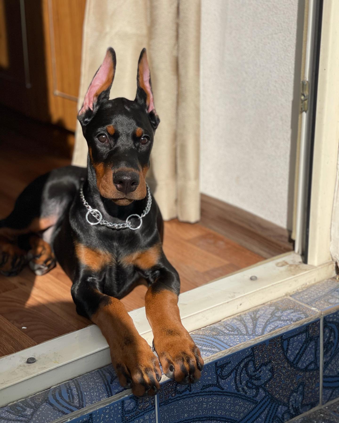 Doberman Pinscher puppies for sale