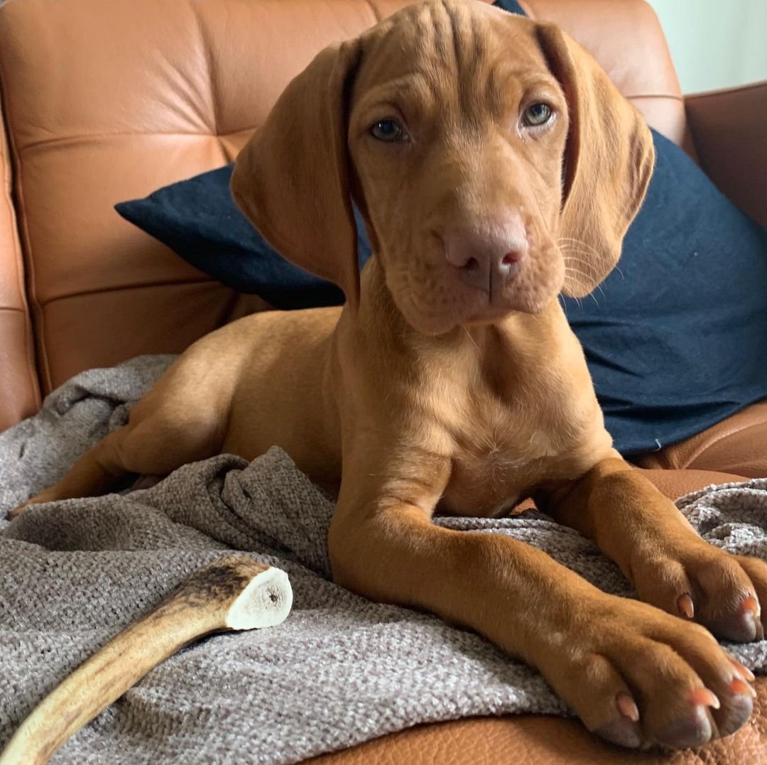 Vizsla puppies for sale