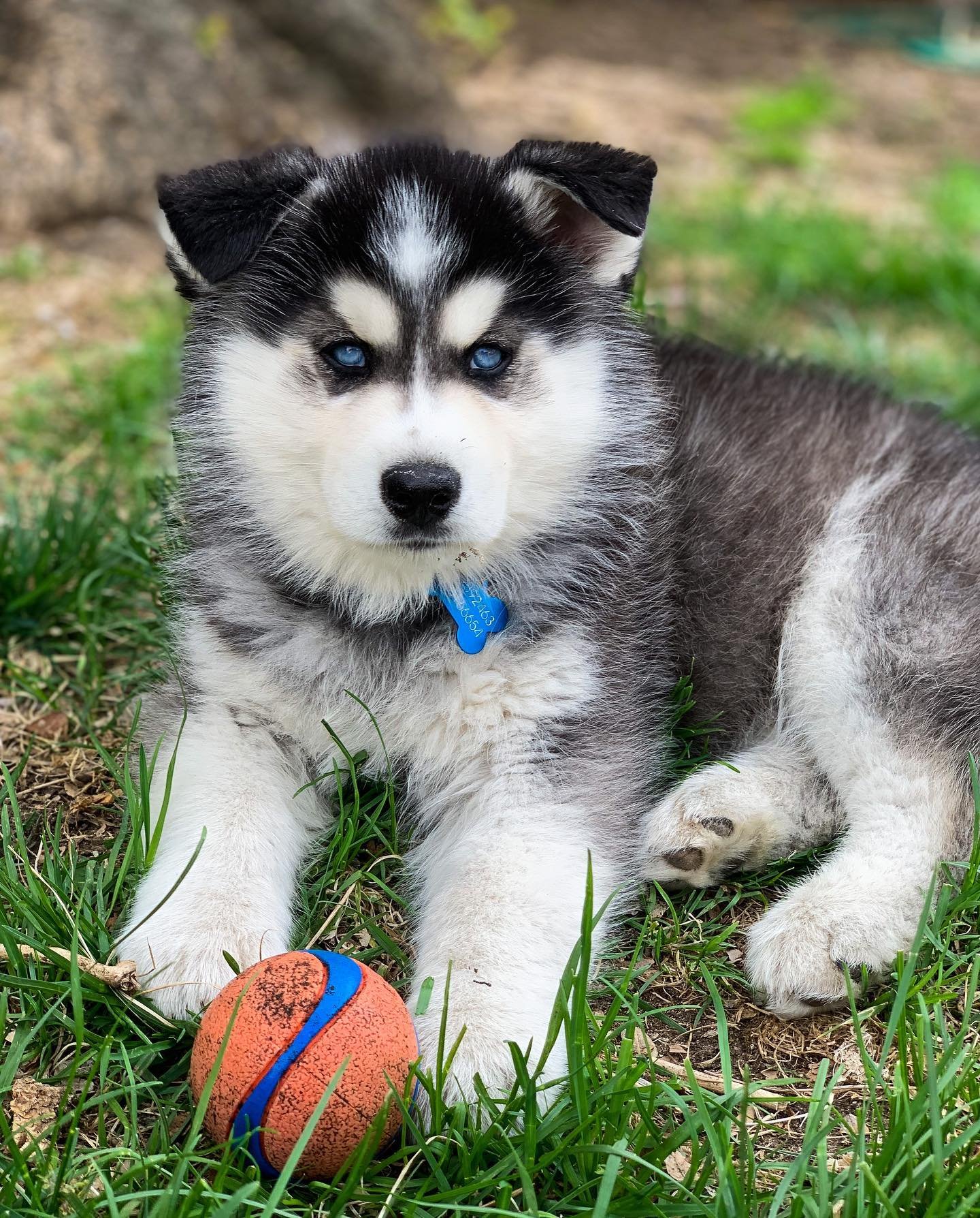 Siberian Husky Puppies for Sale