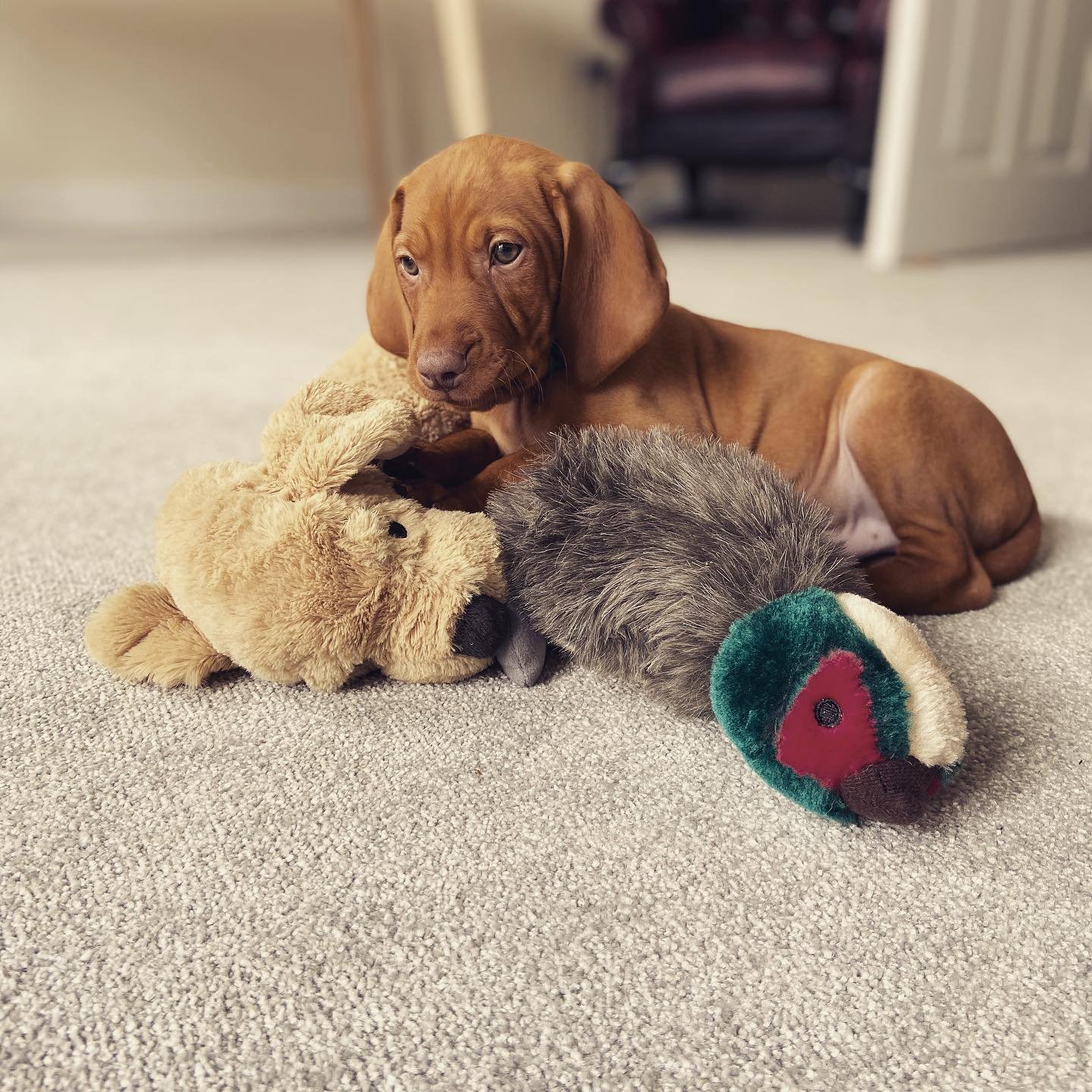 Vizsla puppies for sale