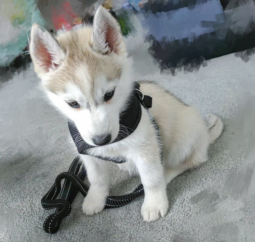 Siberian Husky Puppies for Sale
