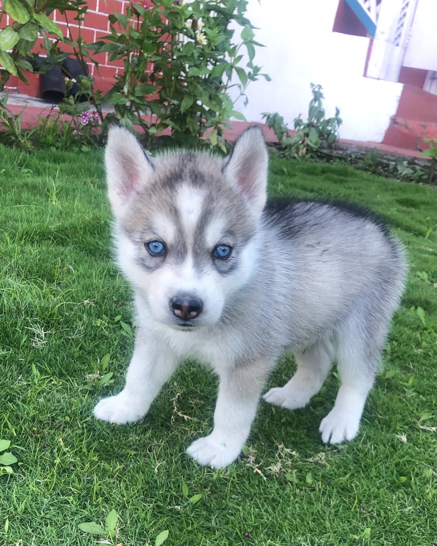 Siberian Husky Puppies for Sale