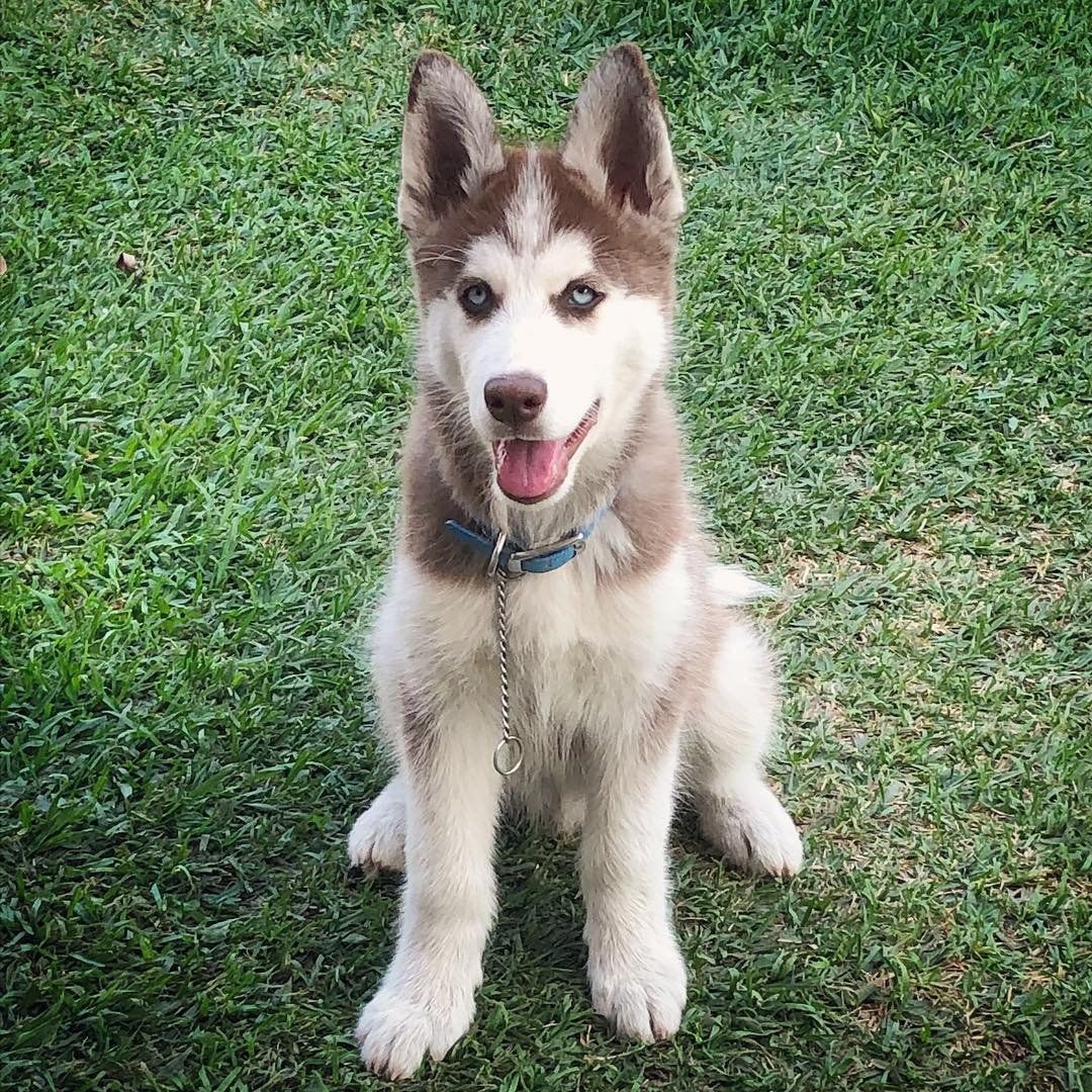 Siberian Husky Puppies for Sale