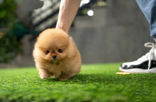 teacup pomeranian puppies for sale $500