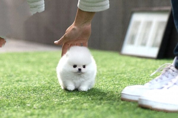 teacup pomeranian puppies for sale $500​