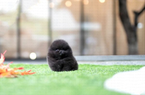 teacup pomeranian puppies for sale $500