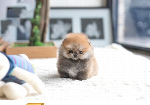 teacup pomeranian puppies for sale $500