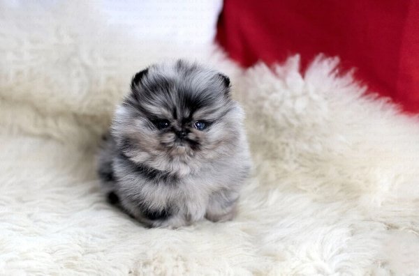 teacup pomeranian puppies for sale $500