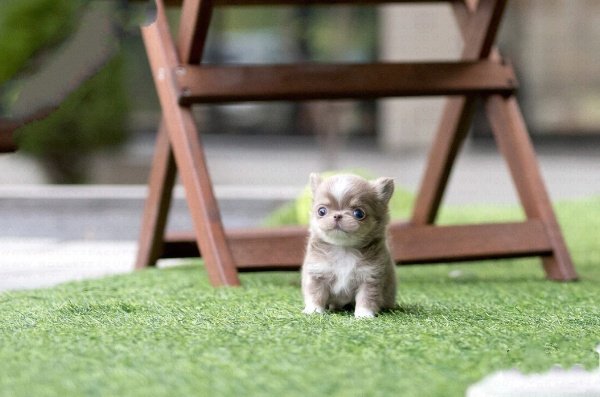 teacup chihuahua puppies for sale
