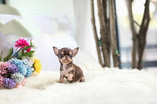 teacup chihuahua puppies for sale