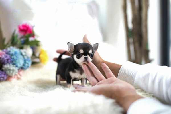 teacup chihuahua puppies for sale