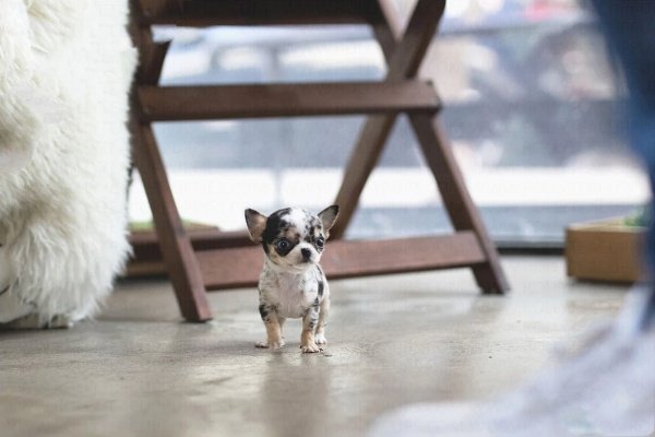 teacup chihuahua puppies for sale