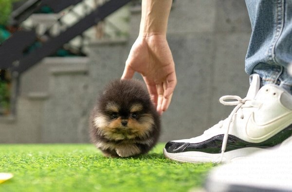 teacup pomeranian puppies for sale $500