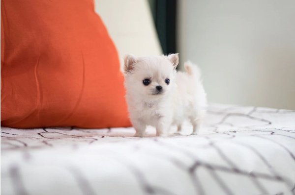 teacup chihuahua puppies for sale