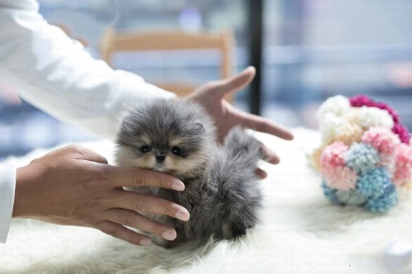 teacup pomeranian puppies for sale $500