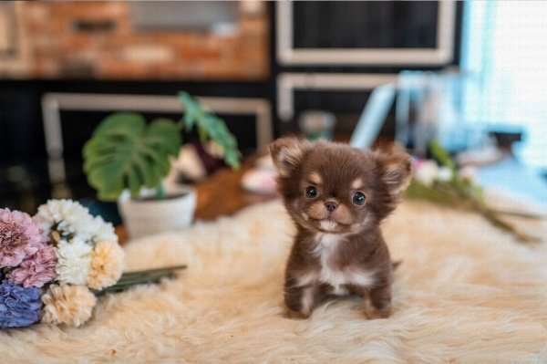 teacup chihuahua puppies for sale