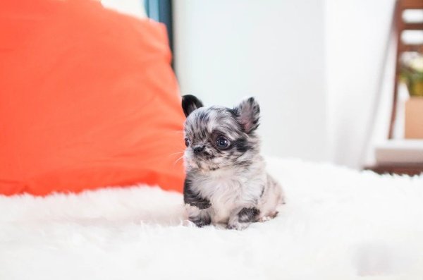teacup chihuahua puppies for sale