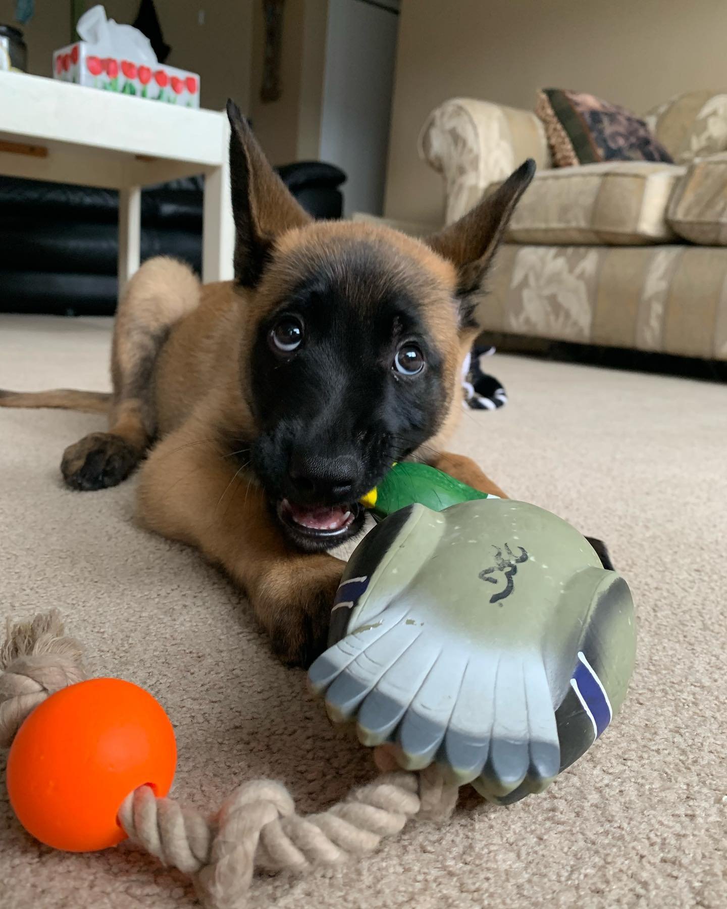 belgian malinois puppy for sale