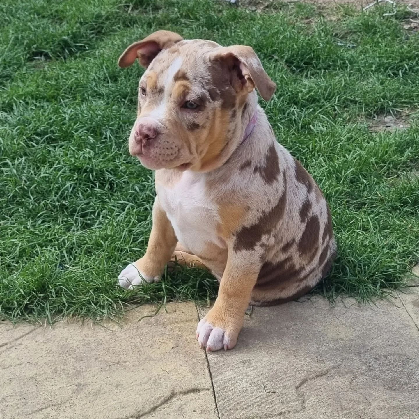 pocket bully puppies for sale