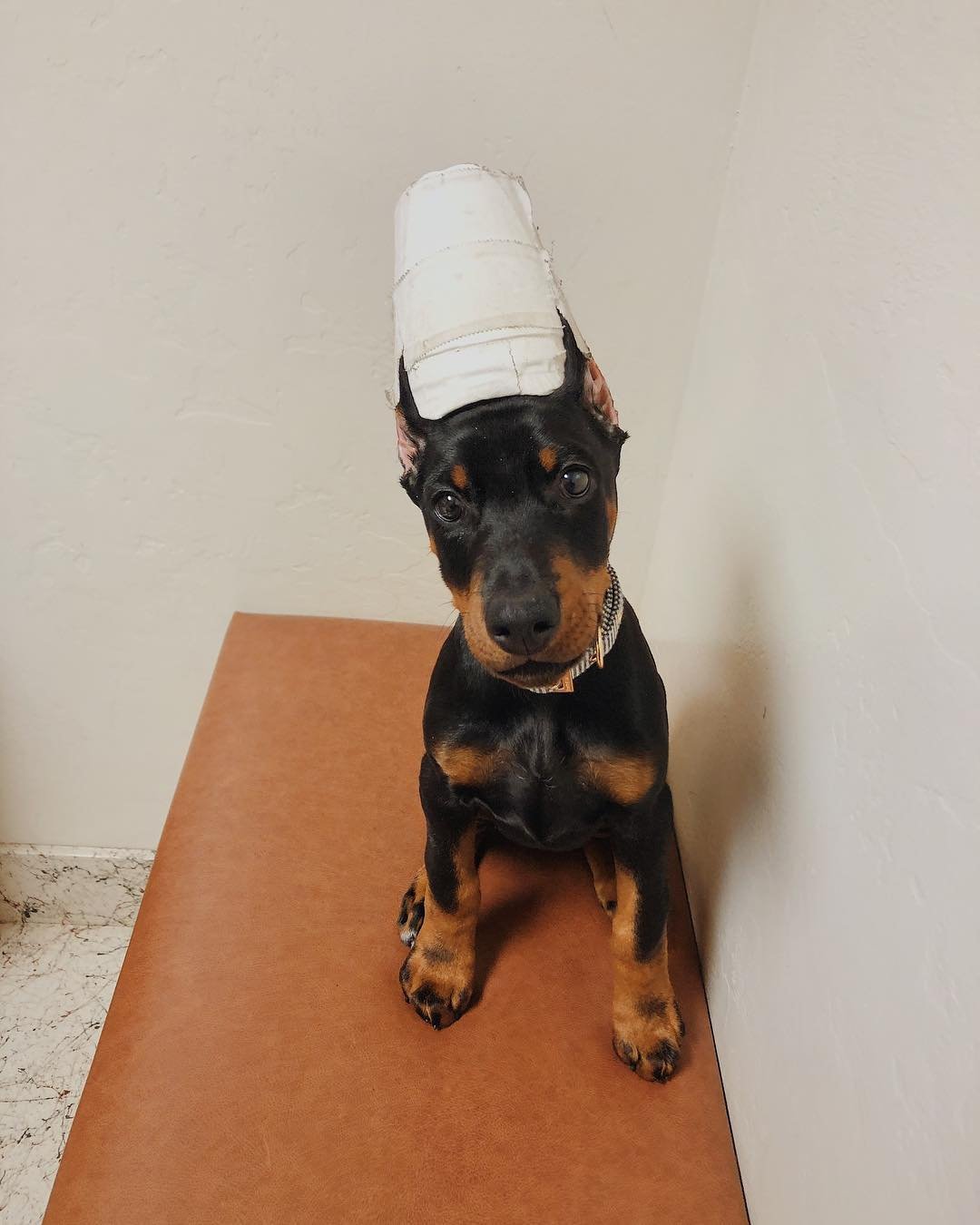 Doberman Pinscher puppies for sale