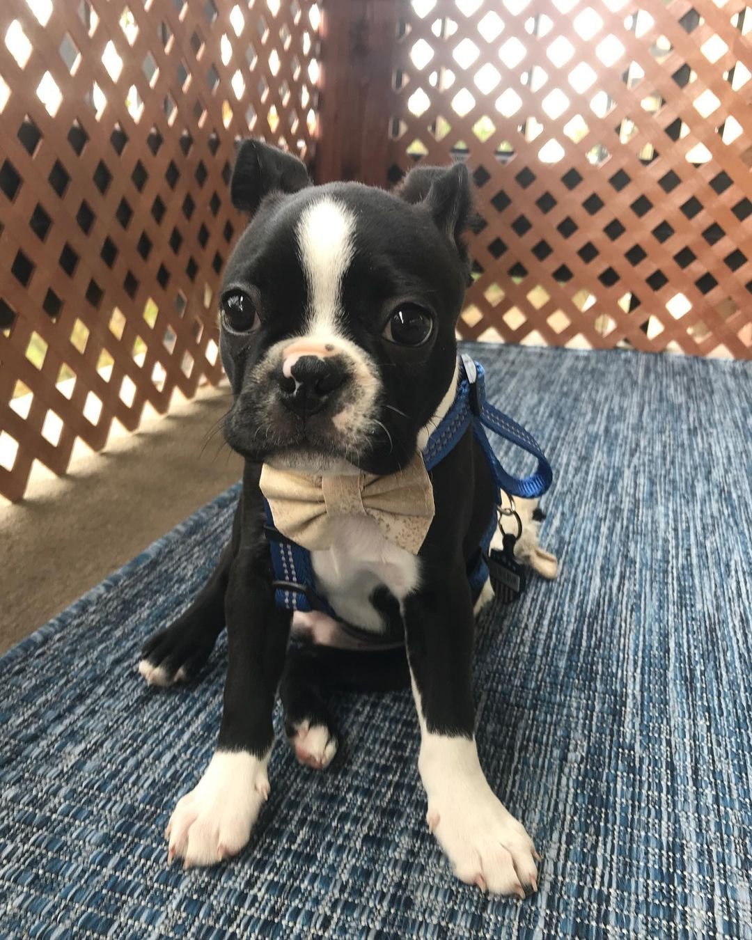 boston terrier puppies for sale