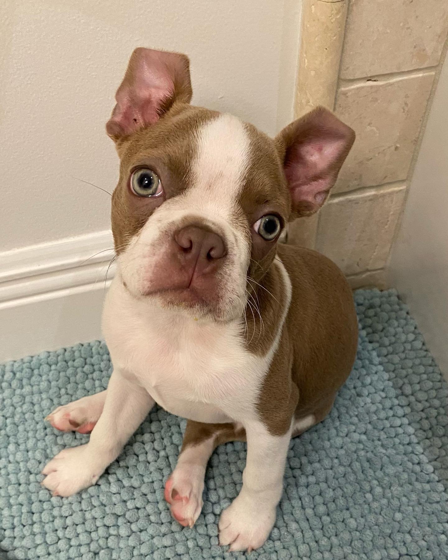 boston terrier puppies for sale
