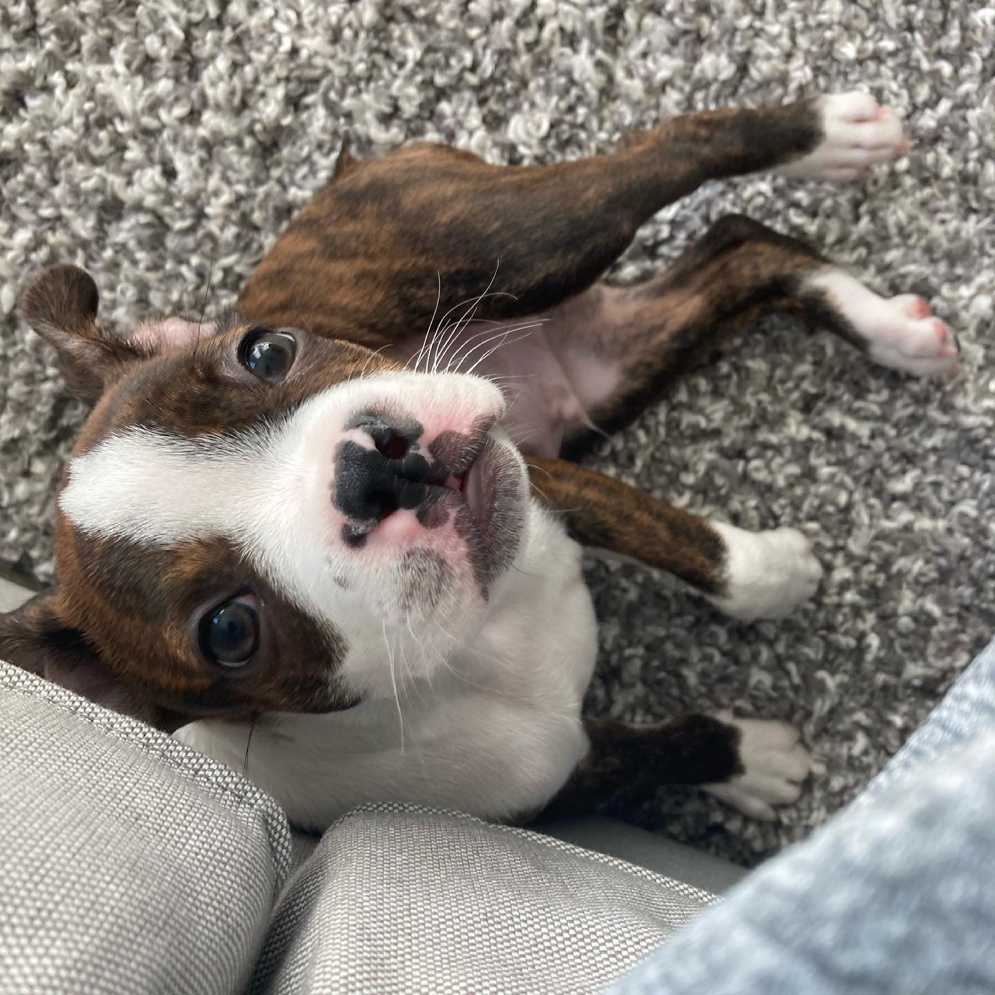 boston terrier puppies for sale