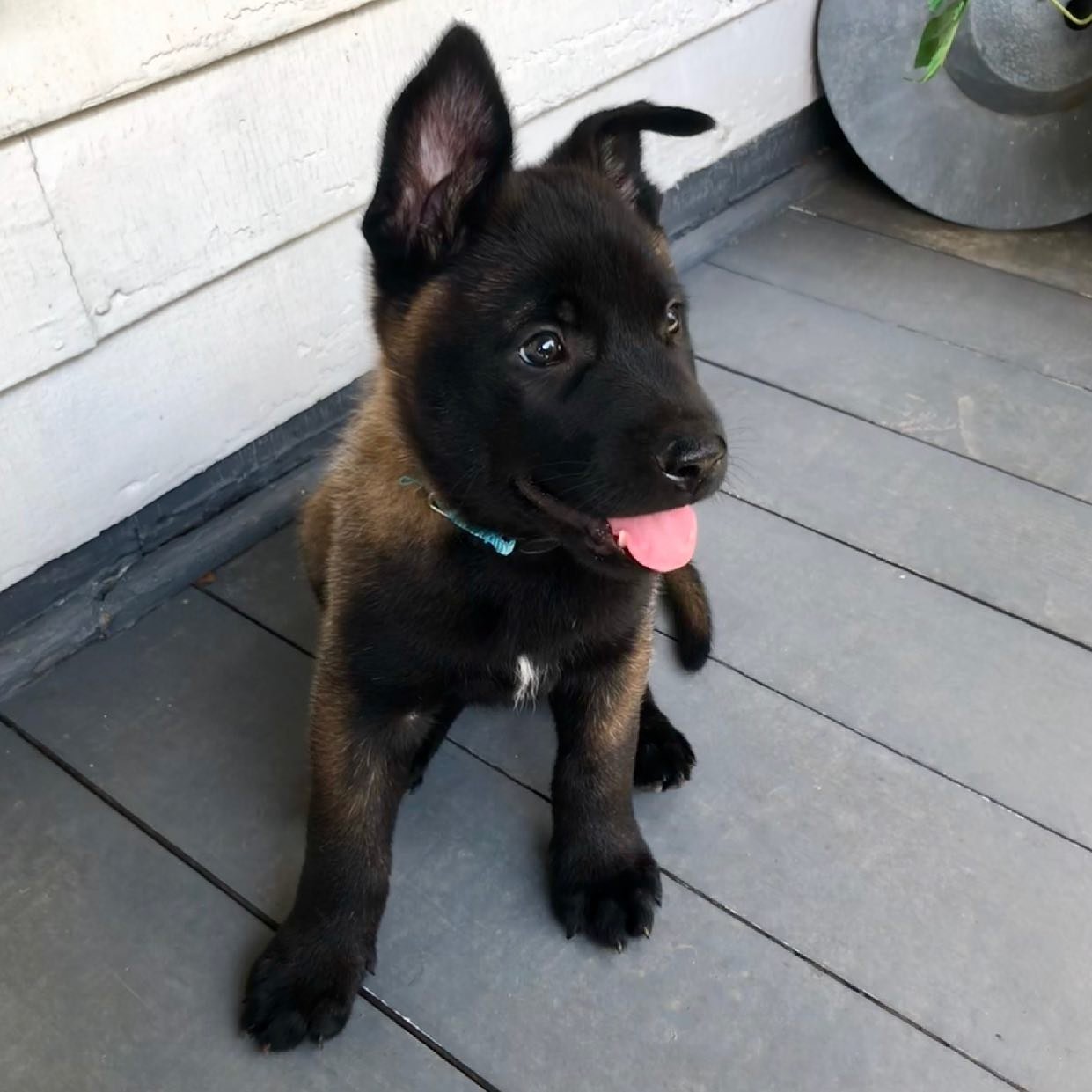 belgian malinois puppy for sale