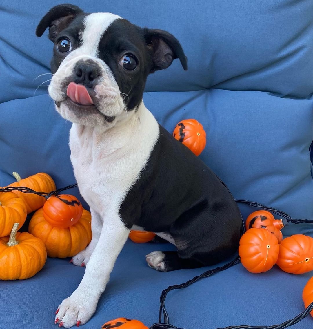 boston terrier puppies for sale