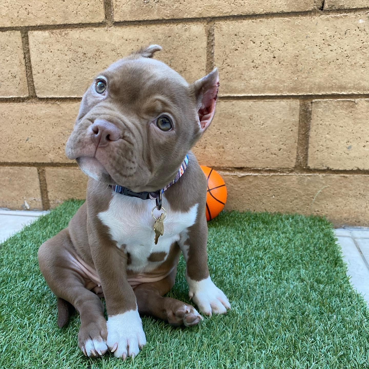 pocket bully puppies for sale