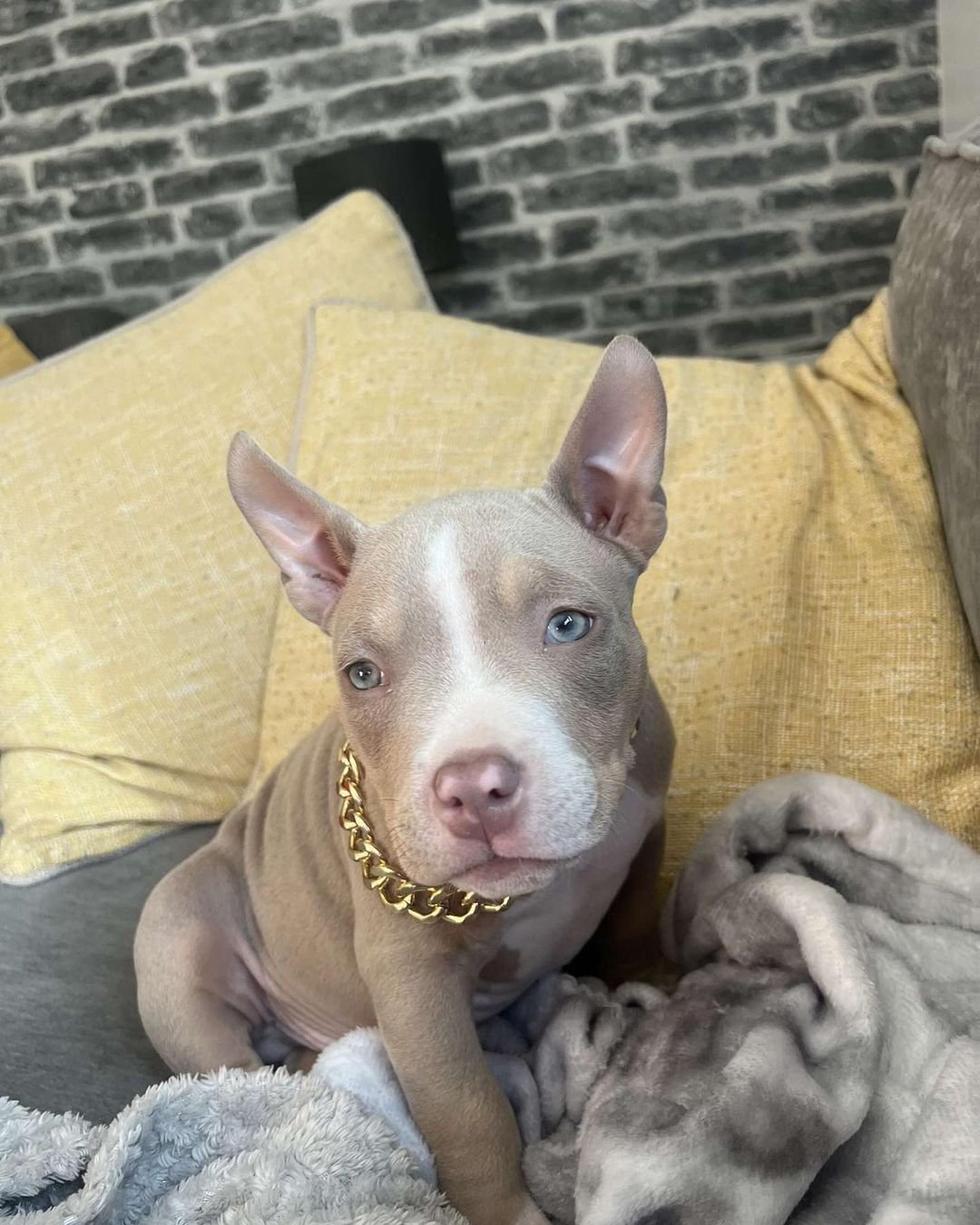 pocket bully puppies for sale