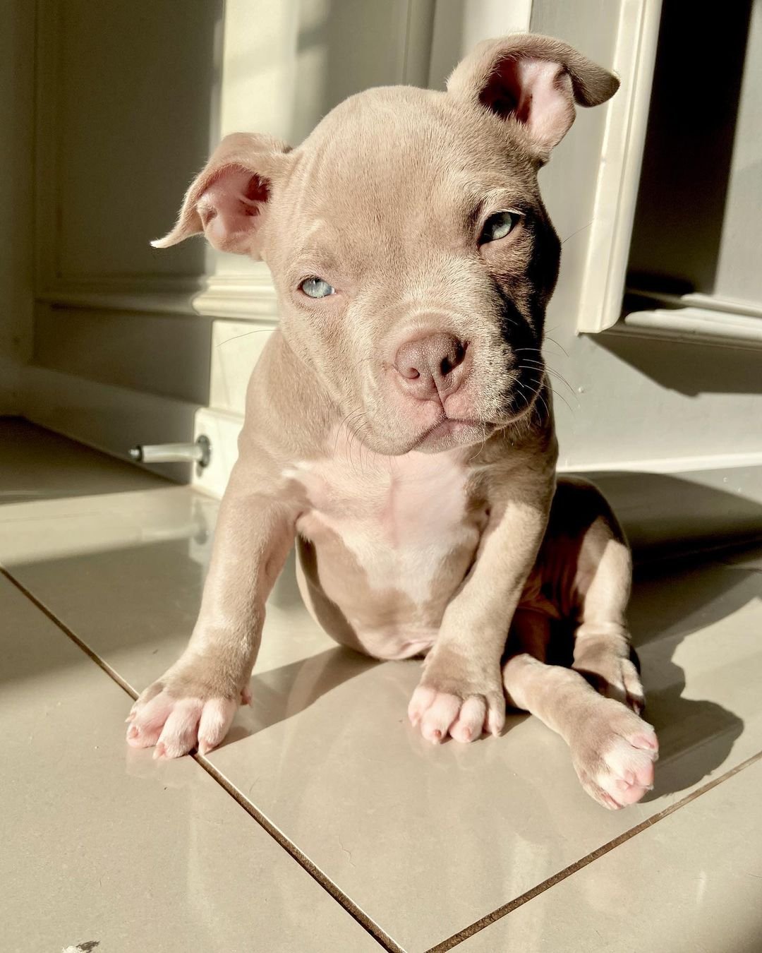 pocket bully puppies for sale
