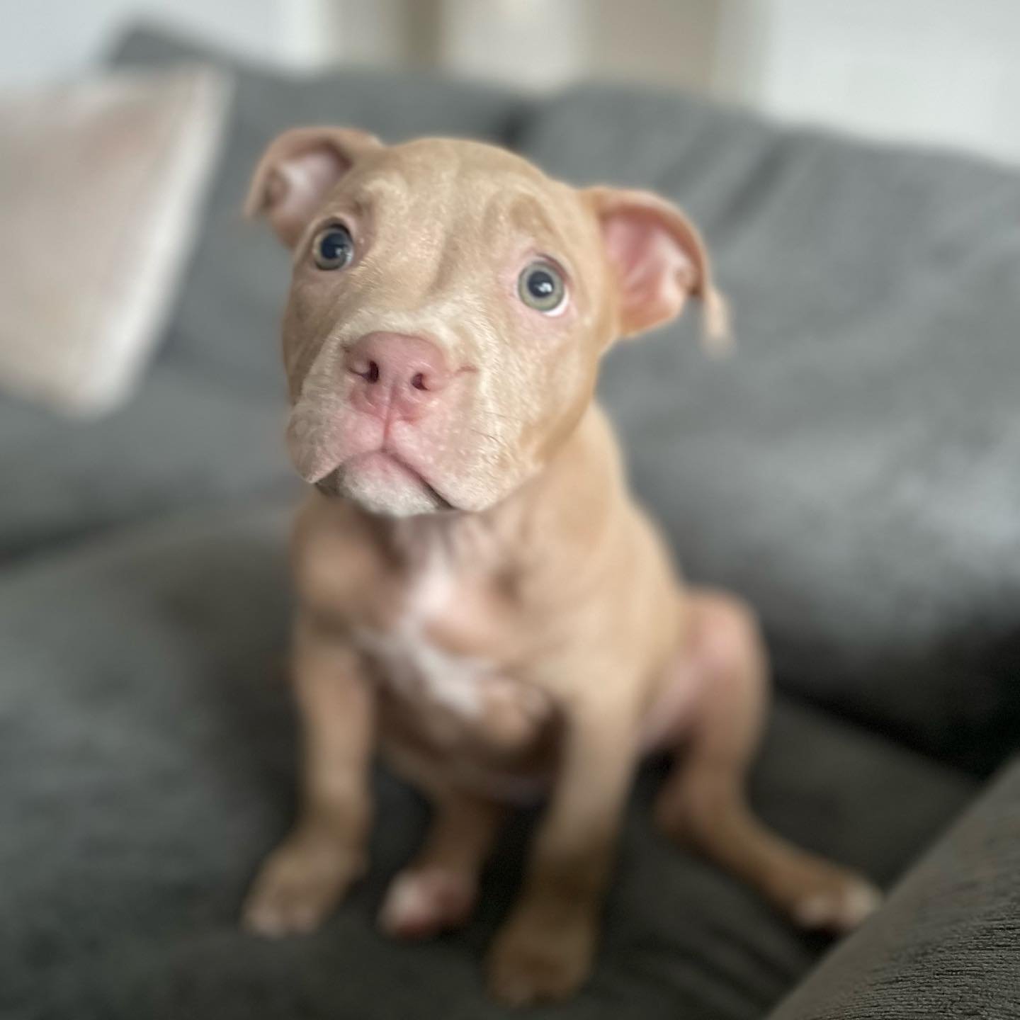 pocket bully puppies for sale