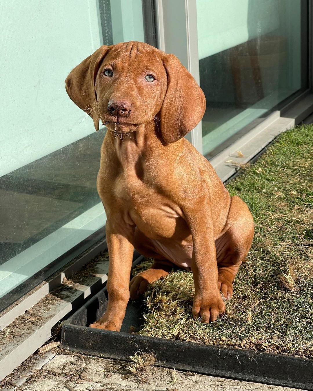 Vizsla puppies for sale